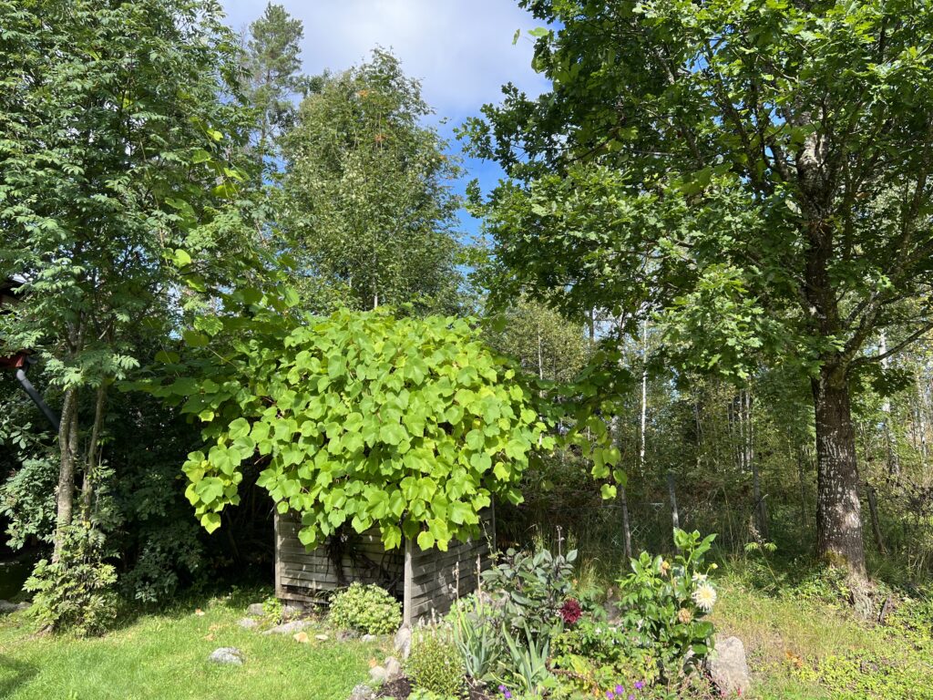Vinranka